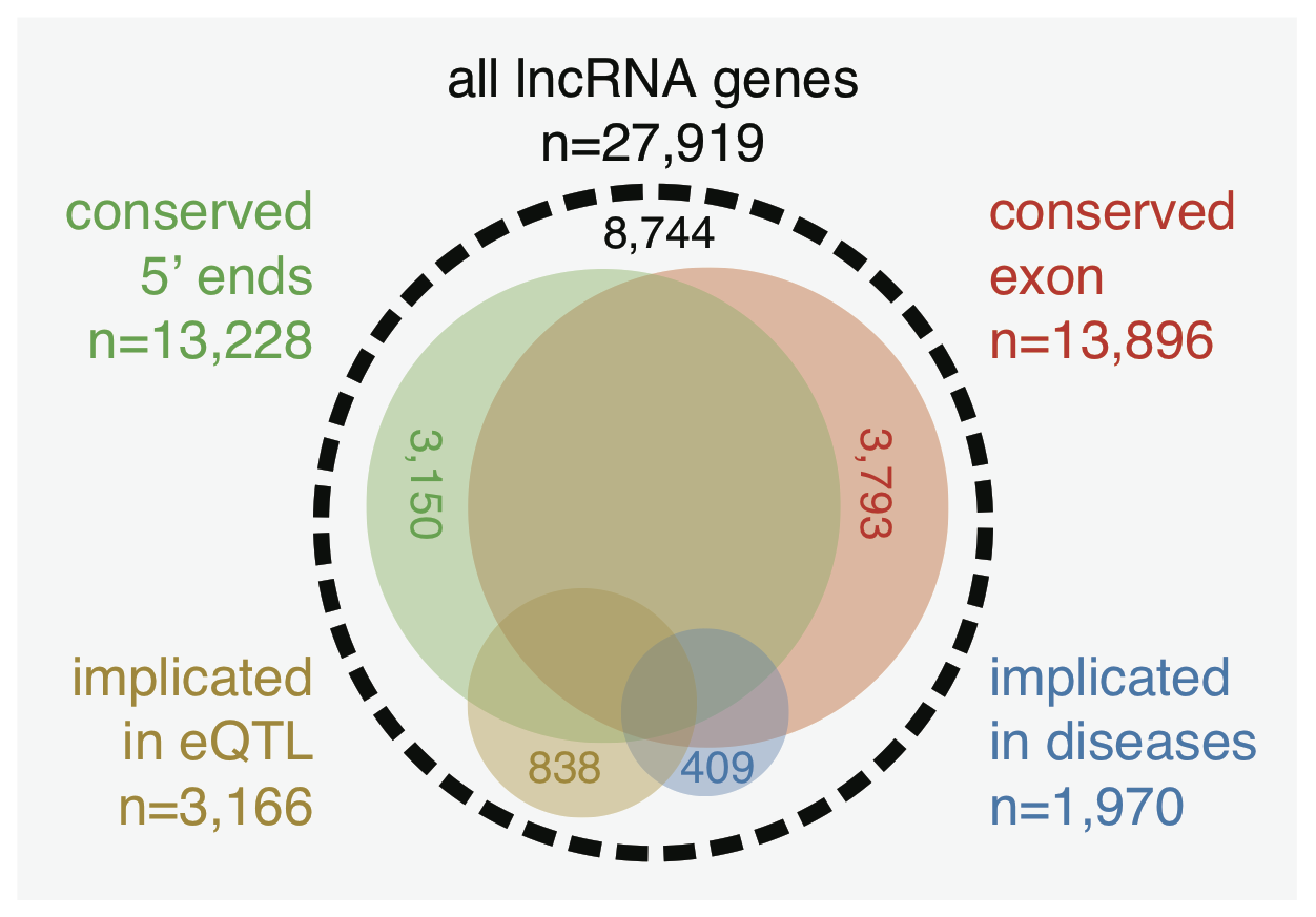 A figure of the FANTOM5 long non-coding RNA paper